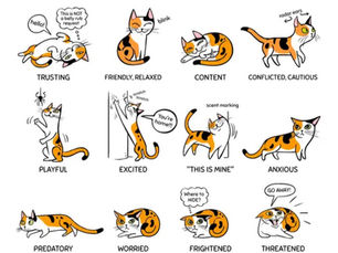 Cat Body Language 🐱