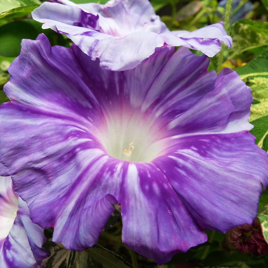 Plant Care Ruvan Asagao