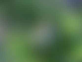 もったいないですが。。。