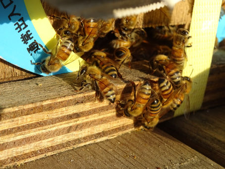 ミツバチ頑張ってます。。。