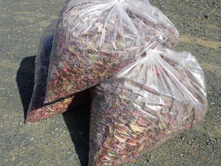 落ち葉を掃除しました。。。