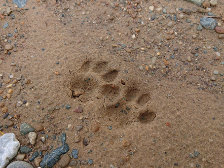 謎の足跡。。。