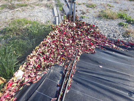 紅葉の次は。。。