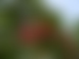 椿の花が咲いてます。。。