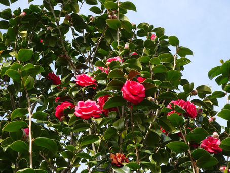 椿の花が咲いてます。。。
