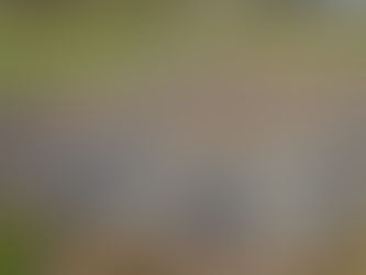 防草シートの草取りです。