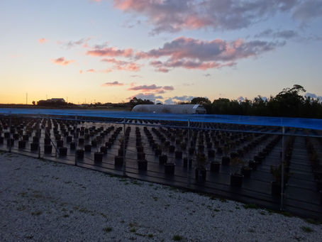 朝の農園です。。。