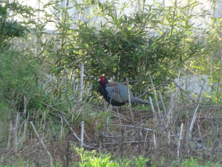 朝からケン・ケーンです。。。
