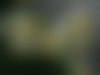 スイセンの花です。