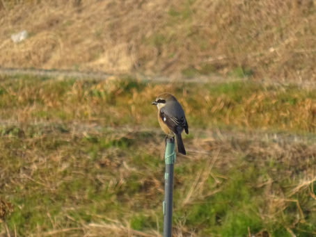 百舌鳥の写真です。。。