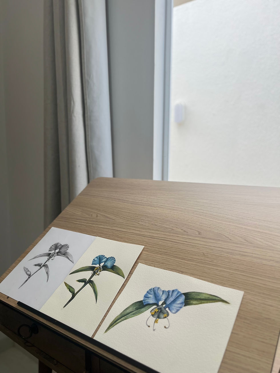 Estudos da flor