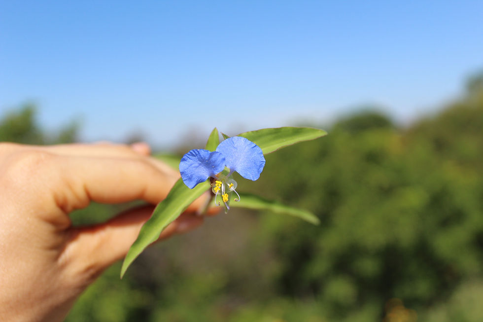 Mariana (Commelina erecta): o azul que pede presença