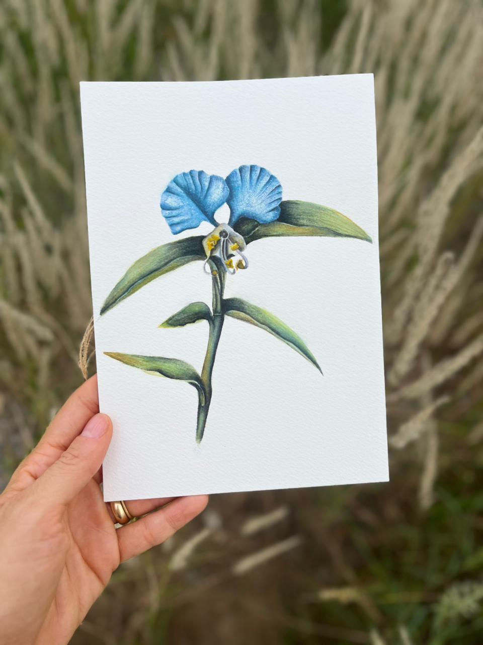 Processo da autora: Pintura em aquarela da Mariana (Commelina erecta)