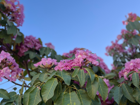 Ipê-rosa florescendo na cidade de Petrolina-PE