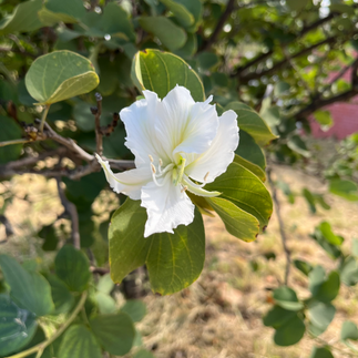 pata-de-vaca (Bauhinia variegata) - Petrolina-PE flores da caatinga