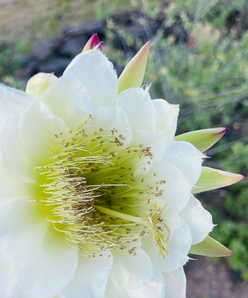 Registro de campo: Eveli Rayane (mandacaru (Cereus jamacaru DC. Cactaceae))