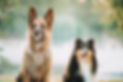 alsatian-wolf-dog-and-tricolor-rough-collie-sitiin-2025-02-25-14-23-07-utc.jpg