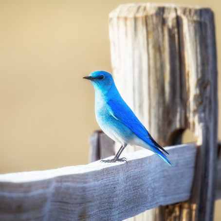 Tweetdeck: Los 280 caracteres al alcance de tu mano
