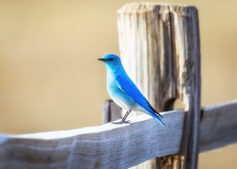 Tweetdeck herramienta gratuita