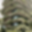 Luxury architecture with vertical gardens on curved balconies.