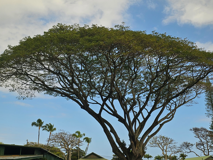 We travelled the Road to Hana