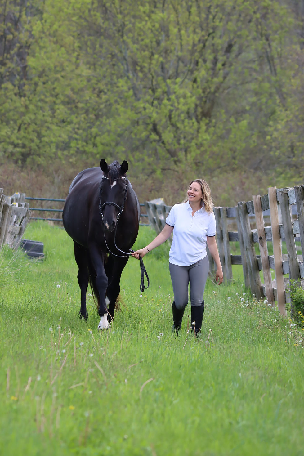 walking horse