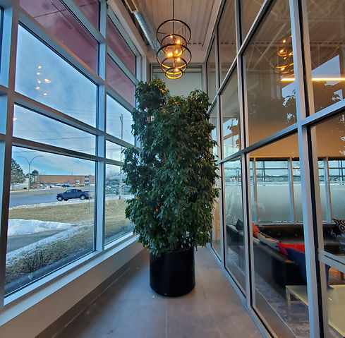 A picture of a medium-sized plant in the corridor area of a facility