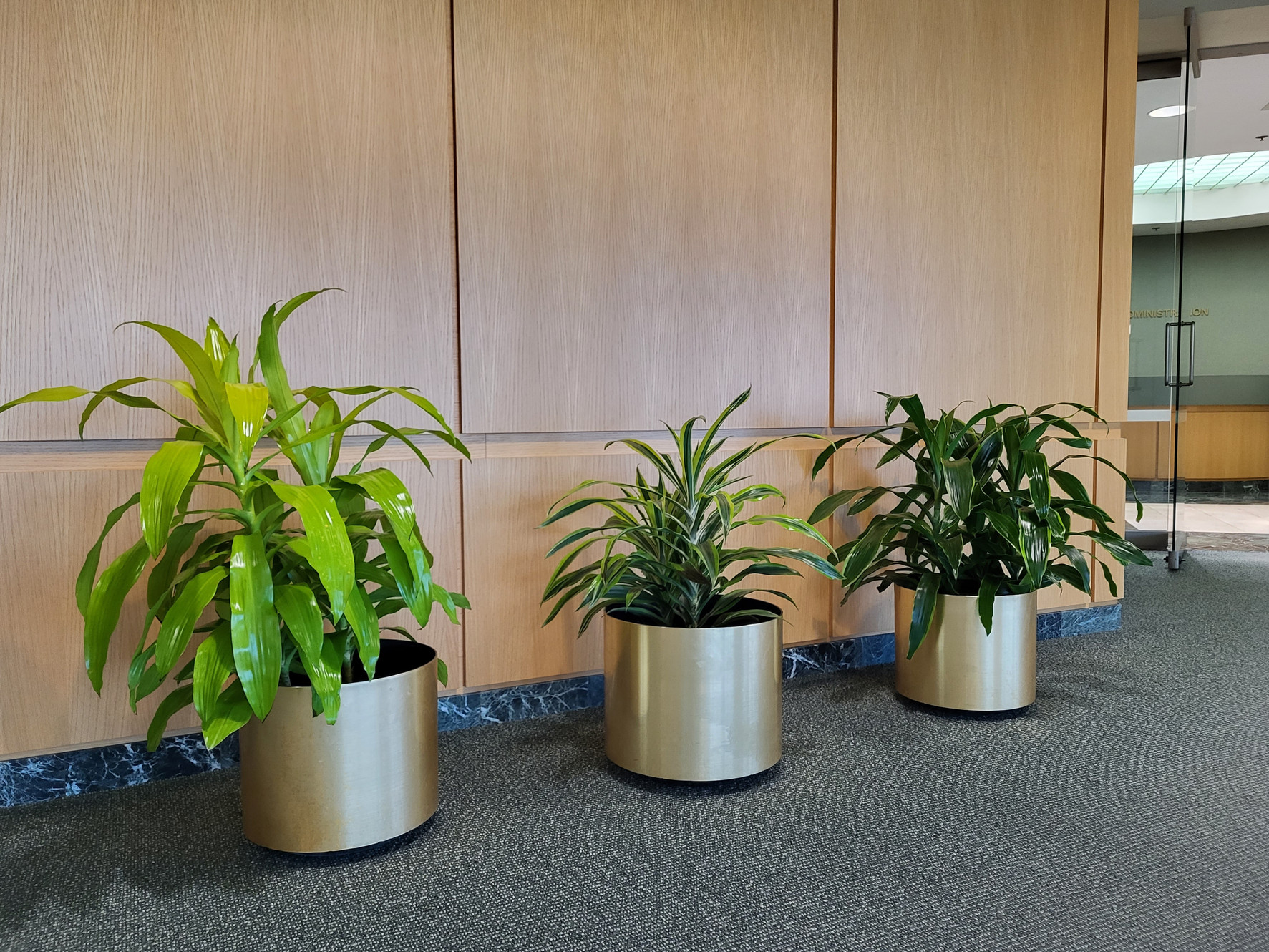 Interior Plants Dartmouth Home Plant Care