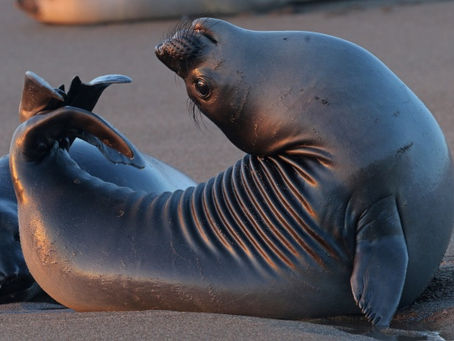 Jeûner : une adaptation physiologique