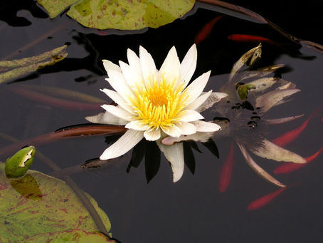 Atelier "Découverte de la naturopathie"