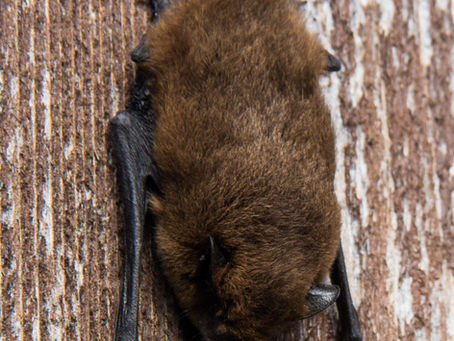 [365 jours de nature] - jours 268