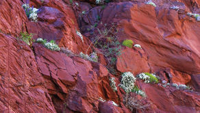 [365 jours de nature] - jours 145 à 147