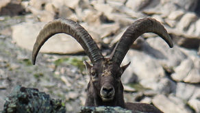 7 jours de jeûne en plein coeur des montagnes de l'Ubaye