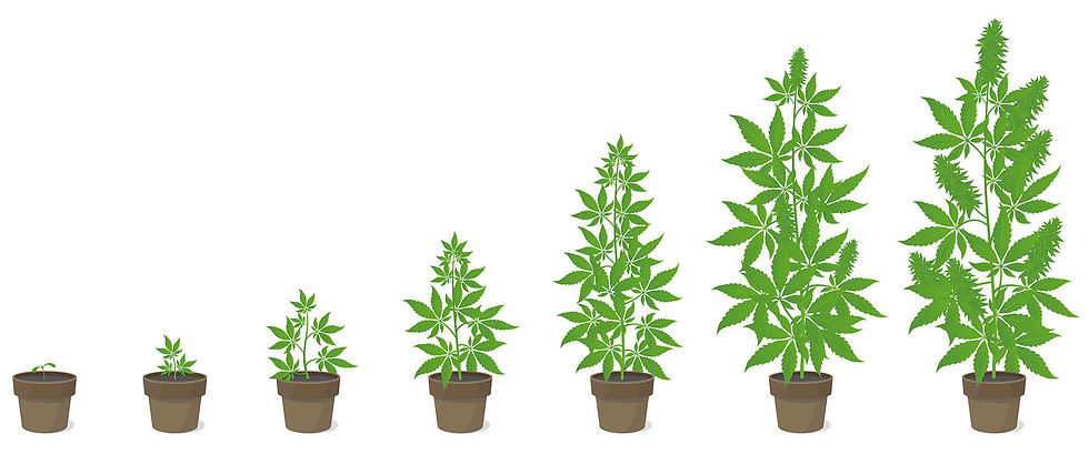 cannabis-growth.jpg