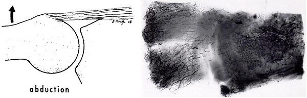 Verbesserte-Durchblutung-Rotatorenmanschette-in-90-Grad-Abduktion.png
