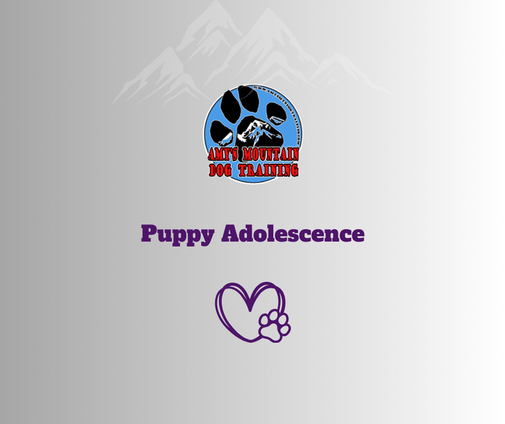  Puppy Adolescence