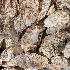 oester 4.jpg
