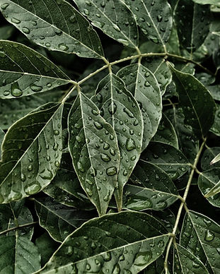 a-rengorarna_webb (3).jpg