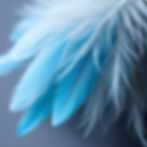 delicate feathers in blue, turquoise, and gray hues that represent healing, health, wellne