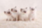 four ragdoll kittens with blue eyes  sitting on white rug on a white background.jpg