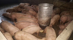 IMG-20190711-WA0027_edited.jpg