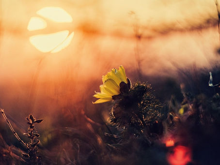 June Full Moon - Mid year renewal
