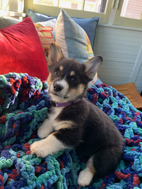 Puppy Fever of 2020 - Healing Our Heart Chakras