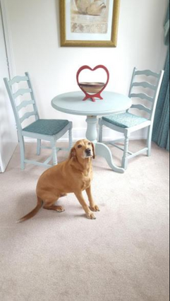 Dog Friendly Home