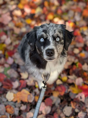 Client of the Month: Nova