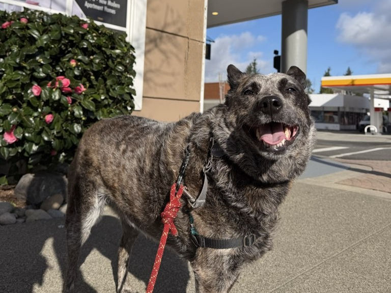 Happy dog on leash standing outside a dog-friendly restaurant patio after a walk, calm and relaxed in an outdoor setting