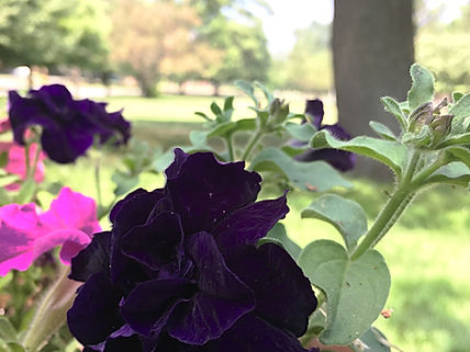 begonia purple (2).JPG
