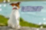 A dog wearing a red collar sits facing a body of water, with text overlay that reads, "Cranial Cruciate Ligament Tear: What is it? How do we fix it?" and paw print graphics.