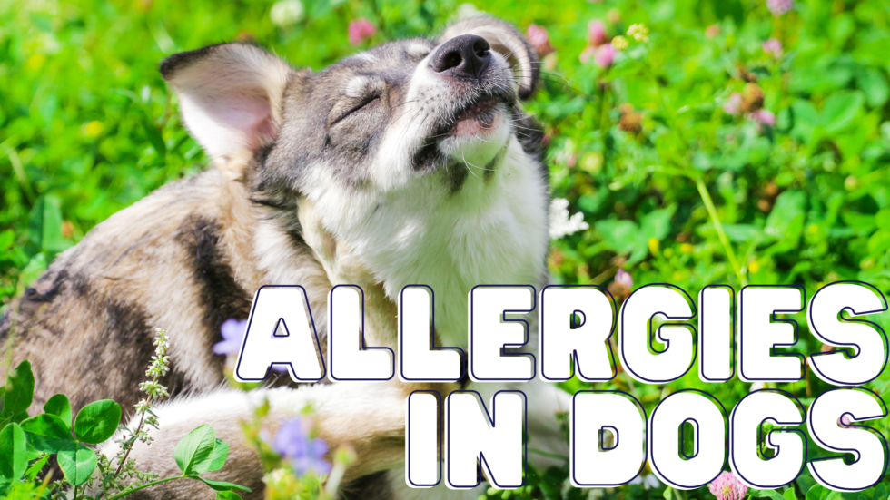 Dog itching nose in a grassy field with flowers. Text "ALLERGIES IN DOGS" in bold white letters. Bright, cheerful mood.