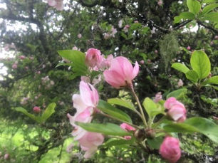 Have You Seen the Apple Blossoms this Spring?